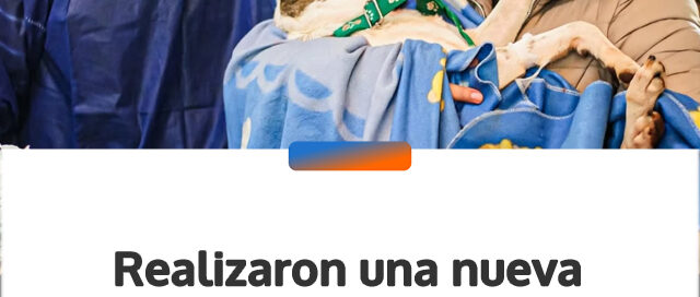 Realizaron una nueva jornada de castración gratuita de mascotas en Wanda